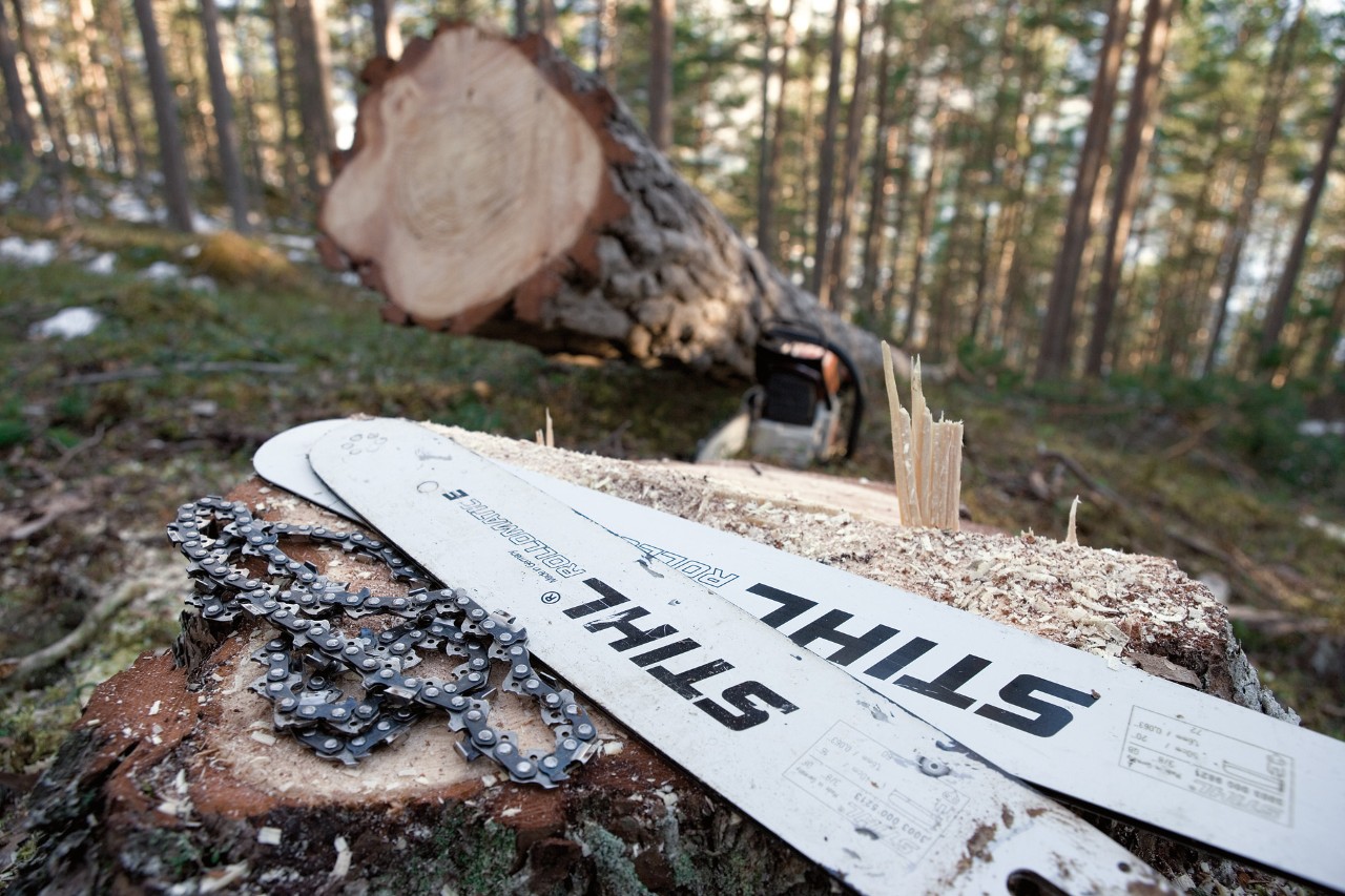 Cadenas de sierra STIHL y barras guía en un tocón de árbol en el bosque, al fondo un árbol recién cortado 