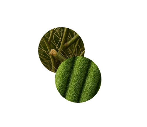 Matorral