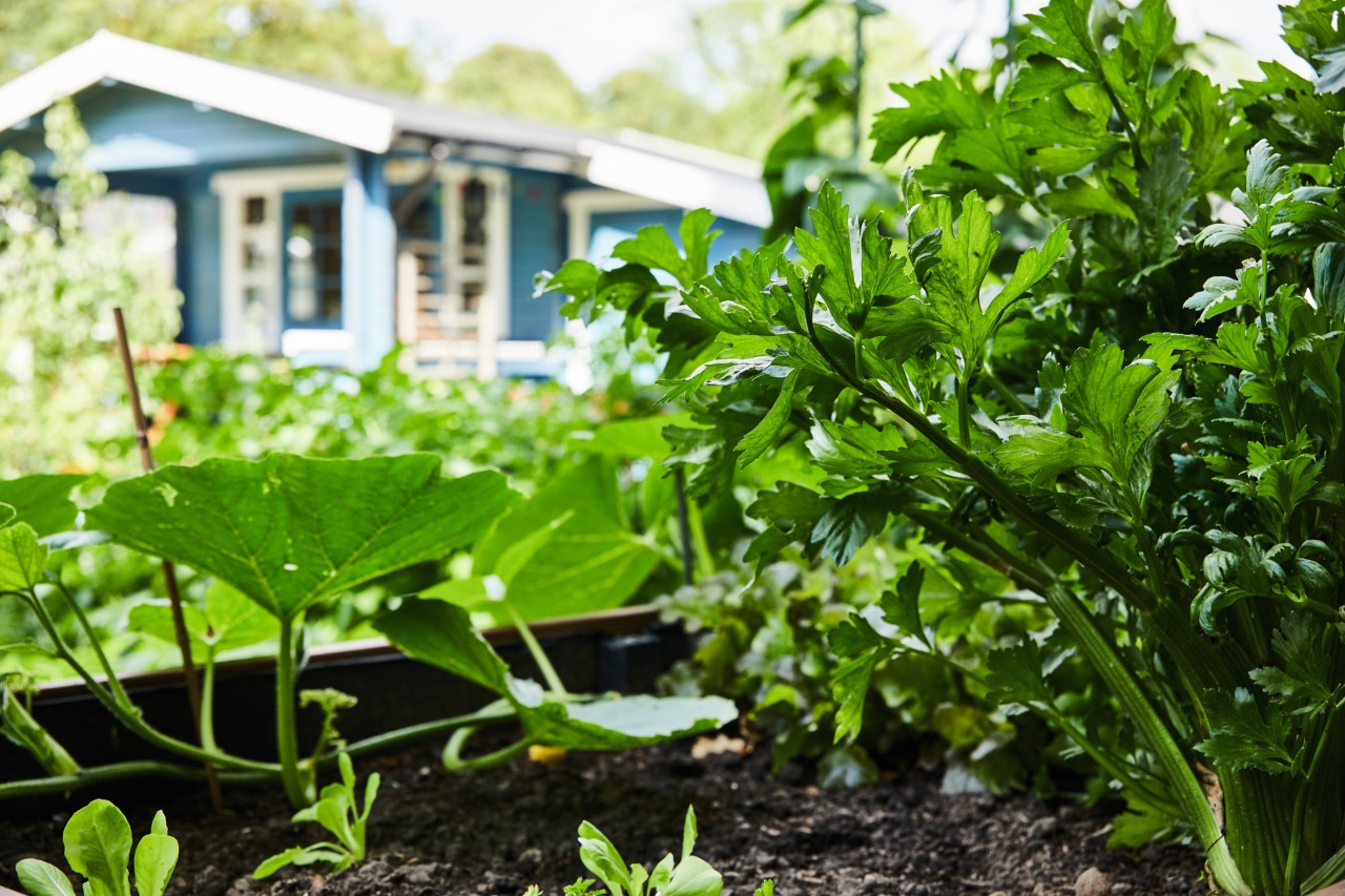 Primer plano de un huerto en un jardín frente a una casa azul