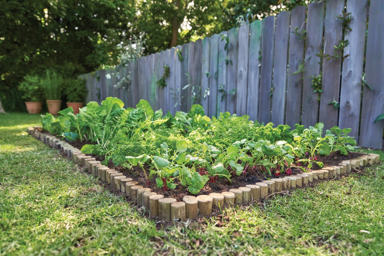 Un jardín de hortalizas en casa lleno de hojas junto a una valla de madera.
