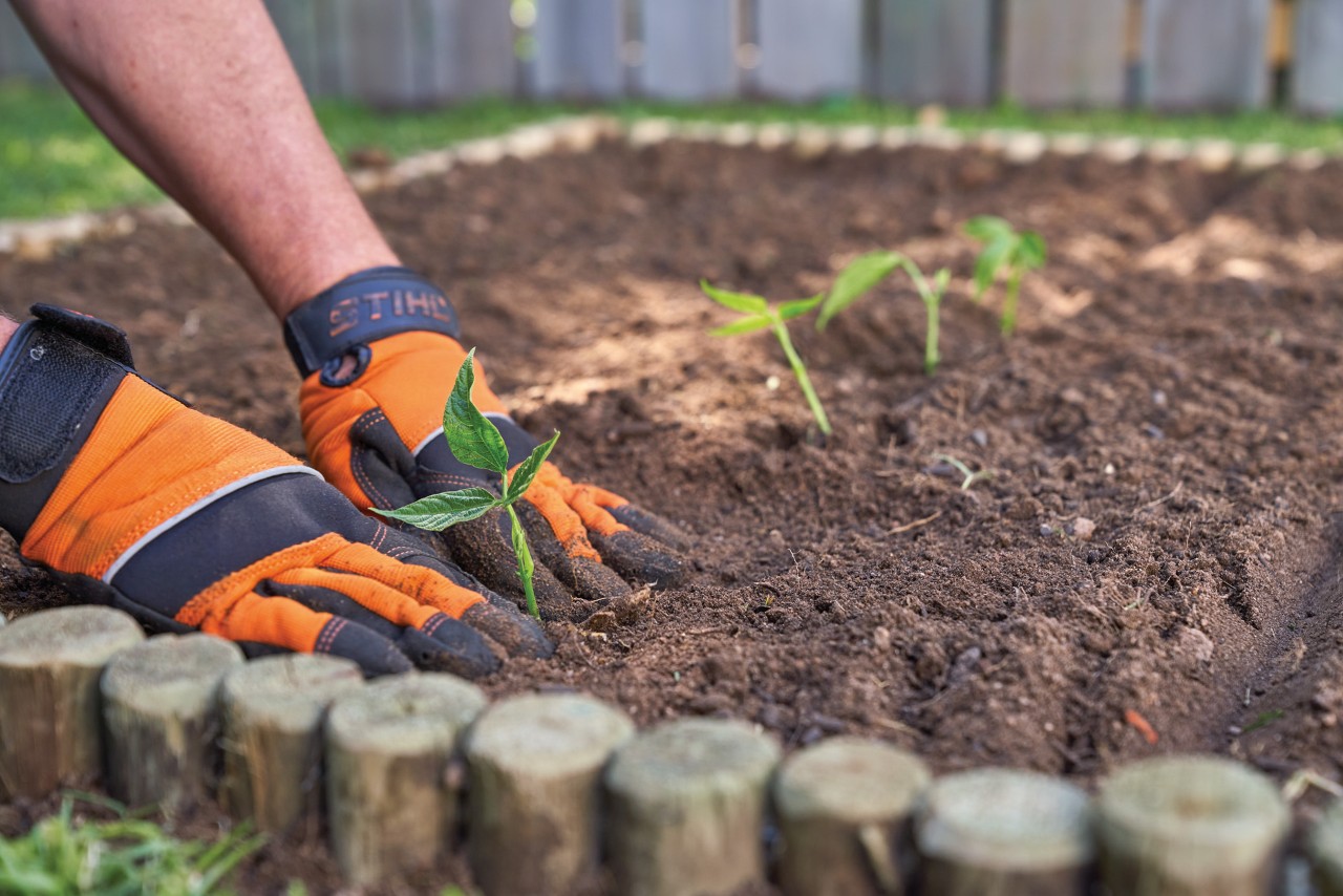 Una persona planta plantones en un jardín con hortalizas casi vacío.