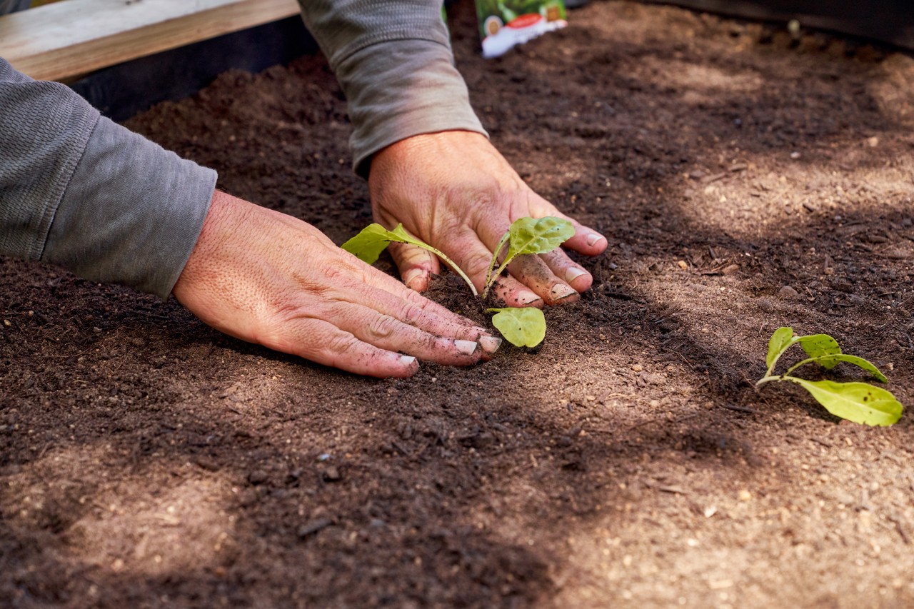 Suelo firme en torno a una planta joven recién plantada.