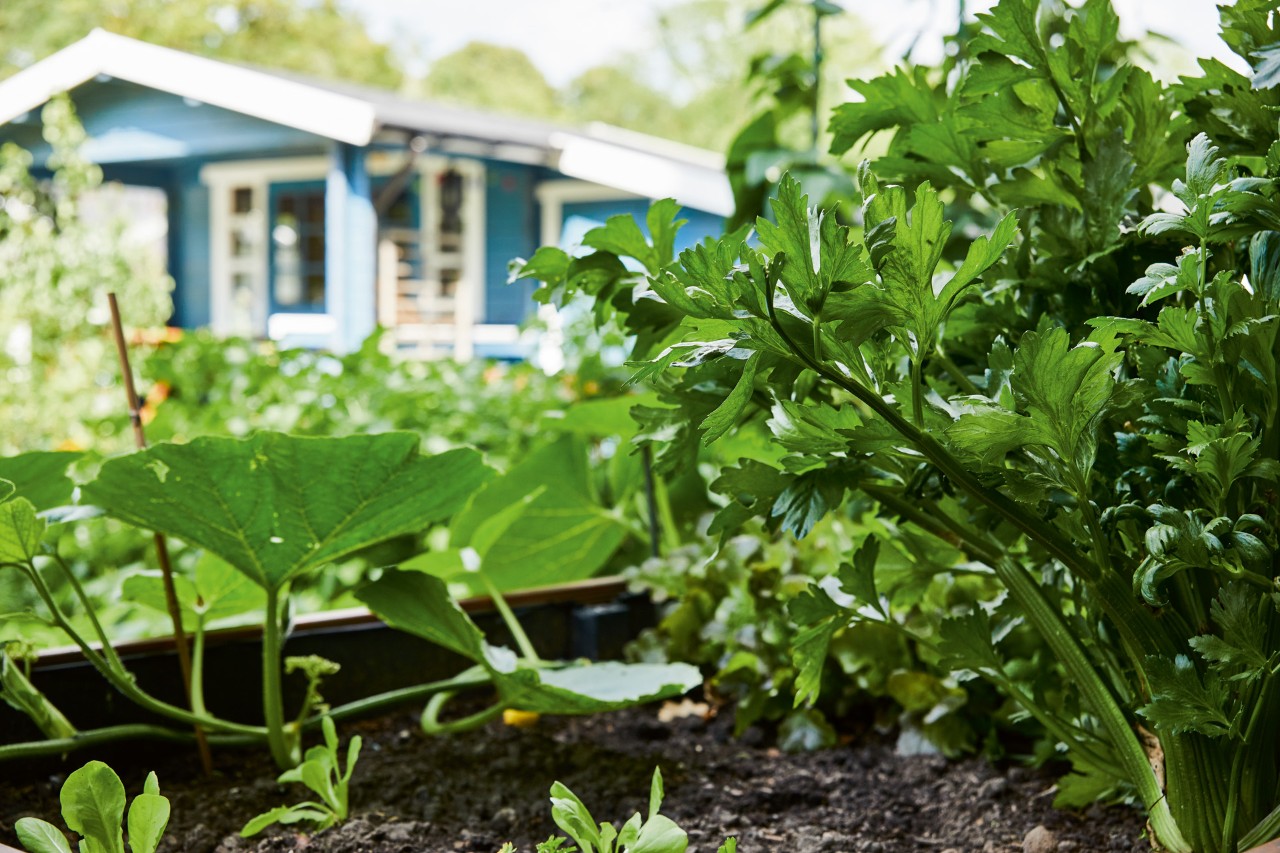 Hierbas y verduras en una mesa de cultivo con una casa de verano azul de fondo.
