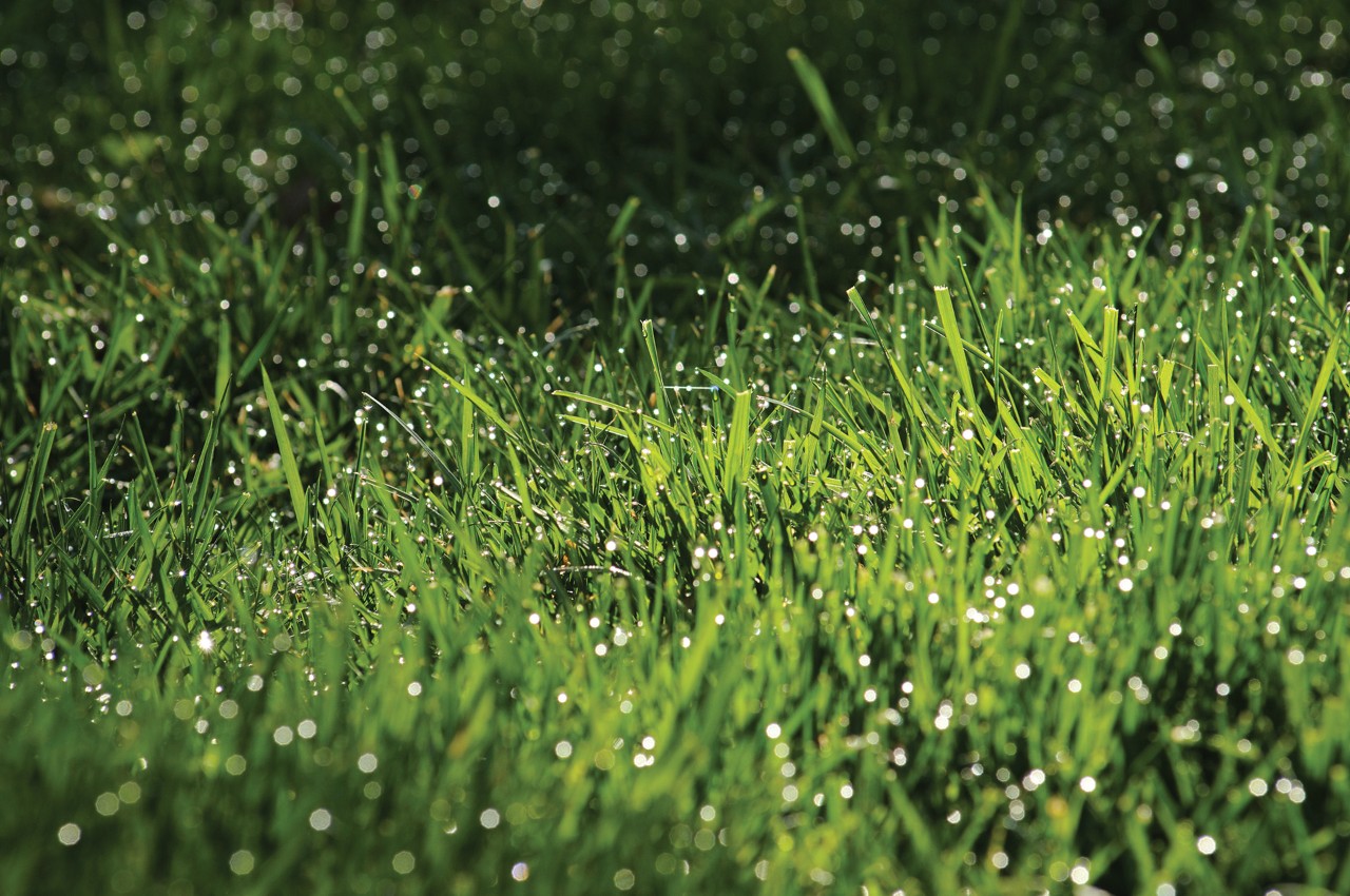 Césped verde con gotas de rocío sin enfermedades