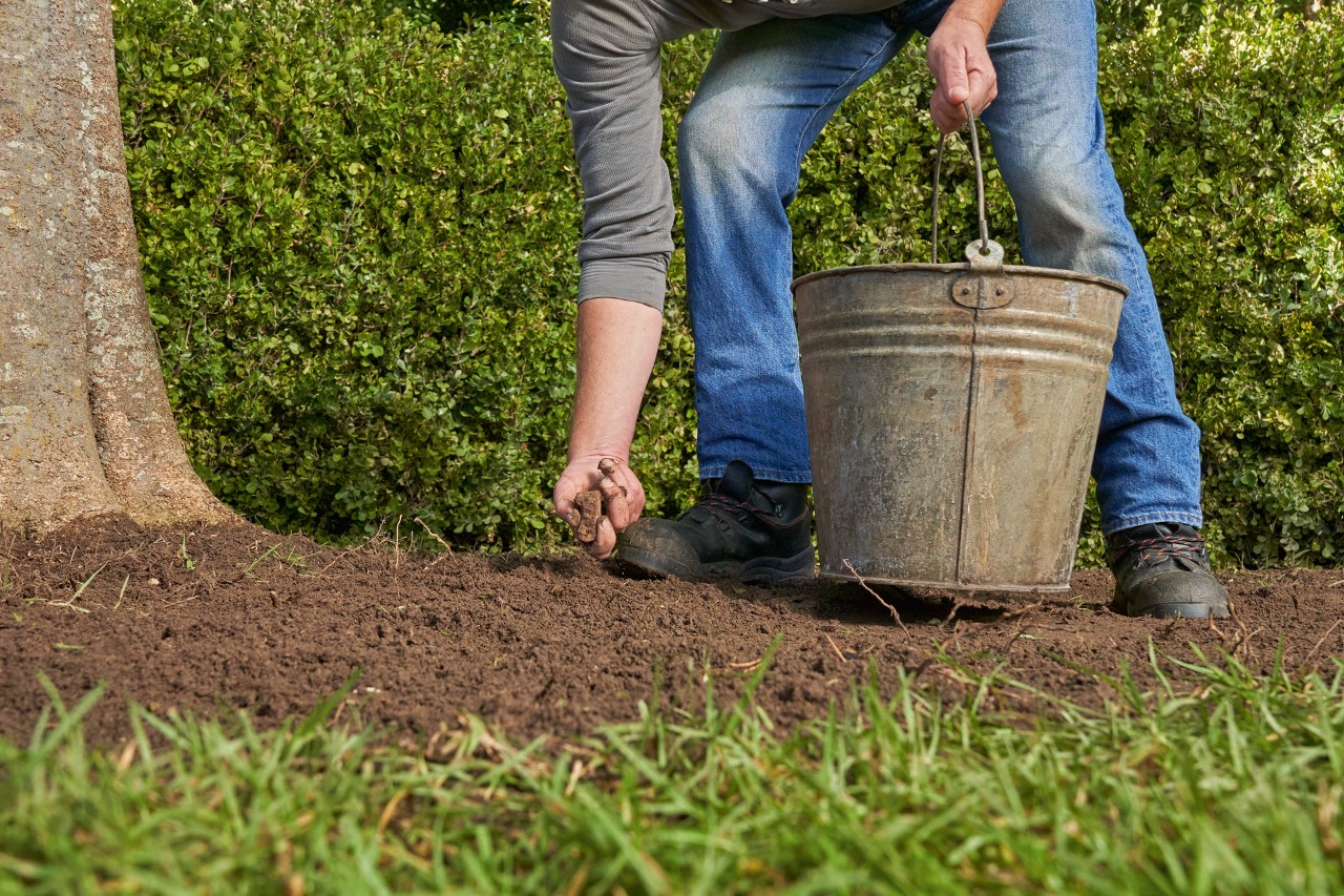 Limpieza del terreno retirando piedras y raíces antes de sembrar