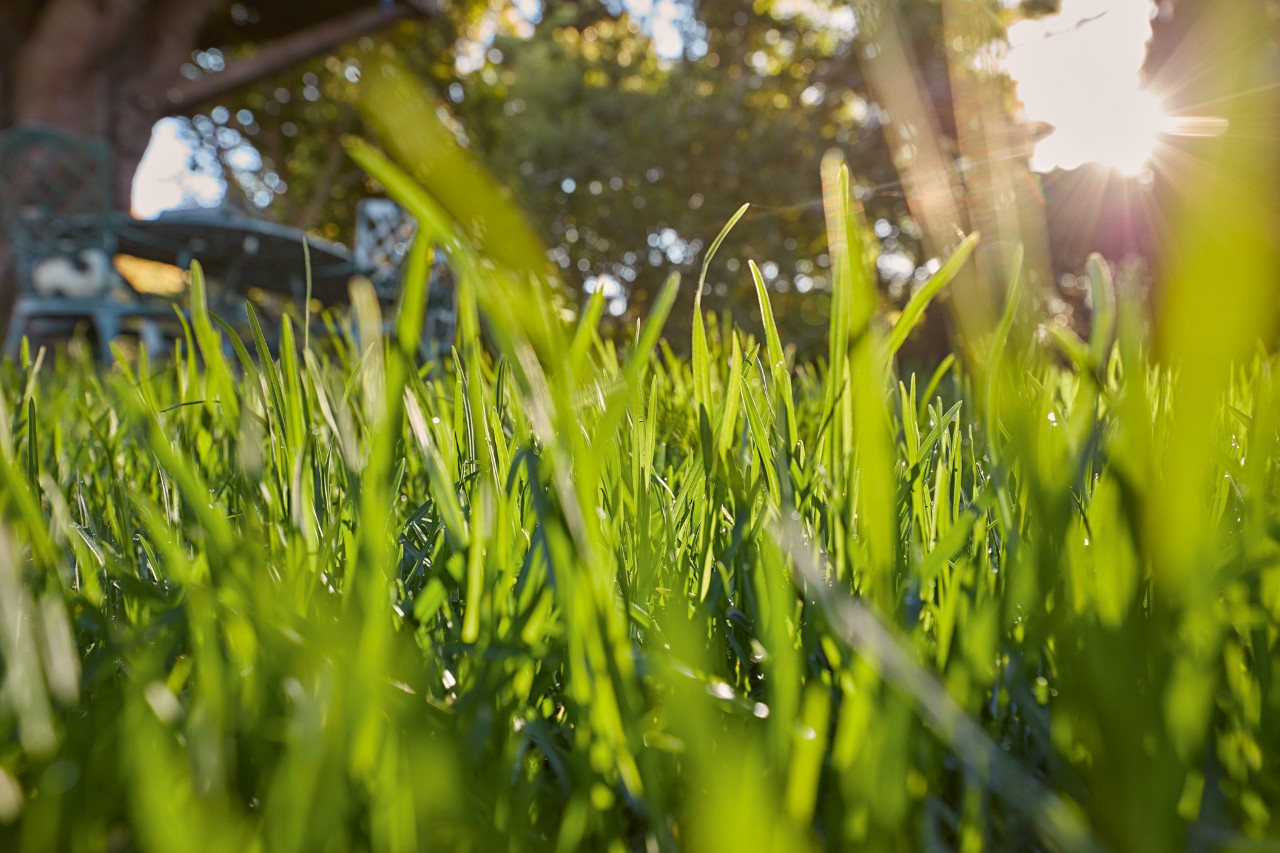 Primer plano de hierba verde al sol.