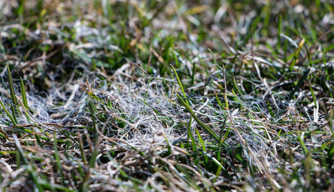 Primer plano de hierba con enfermedad del césped provocada por moho de nieve.
