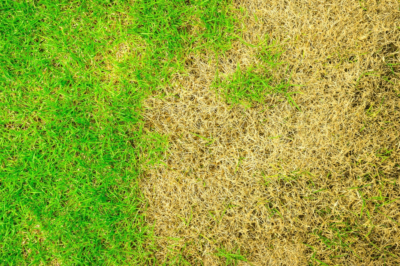 Vista de un césped verde pálido con manchas marrones por zonas muertas