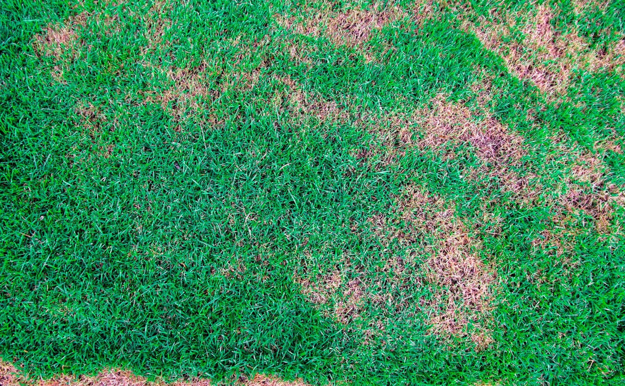 Vista de hierba verde con manchas marrones.