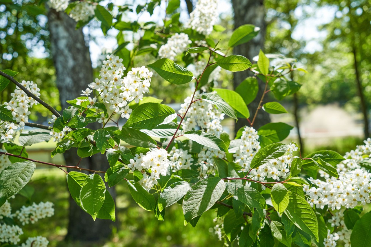 Flores blancas del cerezo de racimos atrayendo abejas