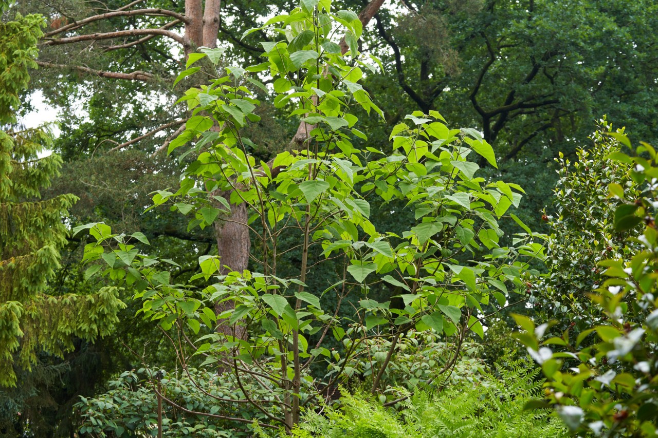 Paulonia imperial con grandes hojas en un jardín
