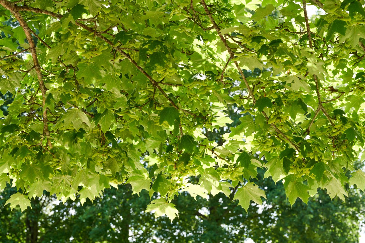 Hojas verdes de un arce real en verano