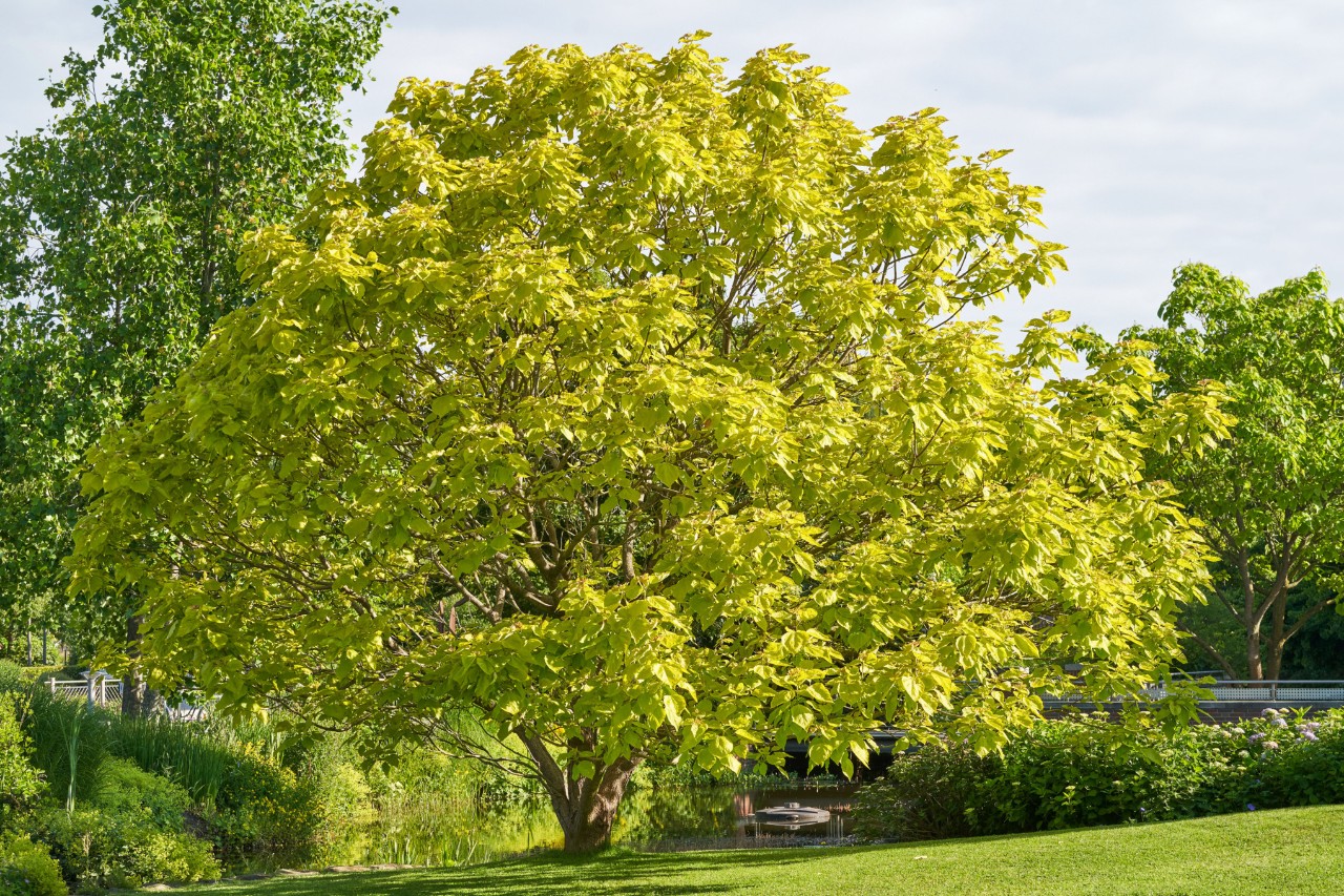 Catalpa común proporcionando sombra en un parque