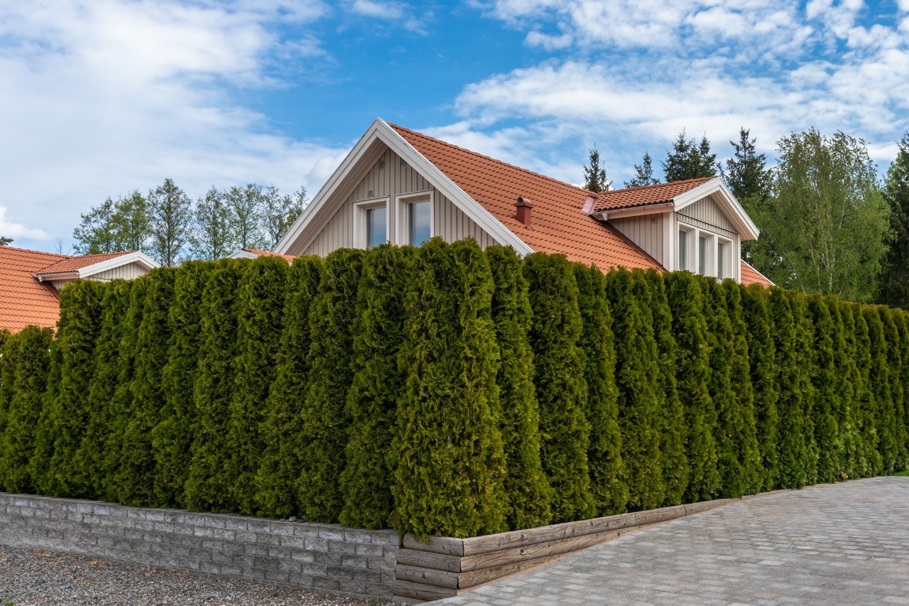 Casa con jardín rodeada de un seto denso de crecimiento rápido