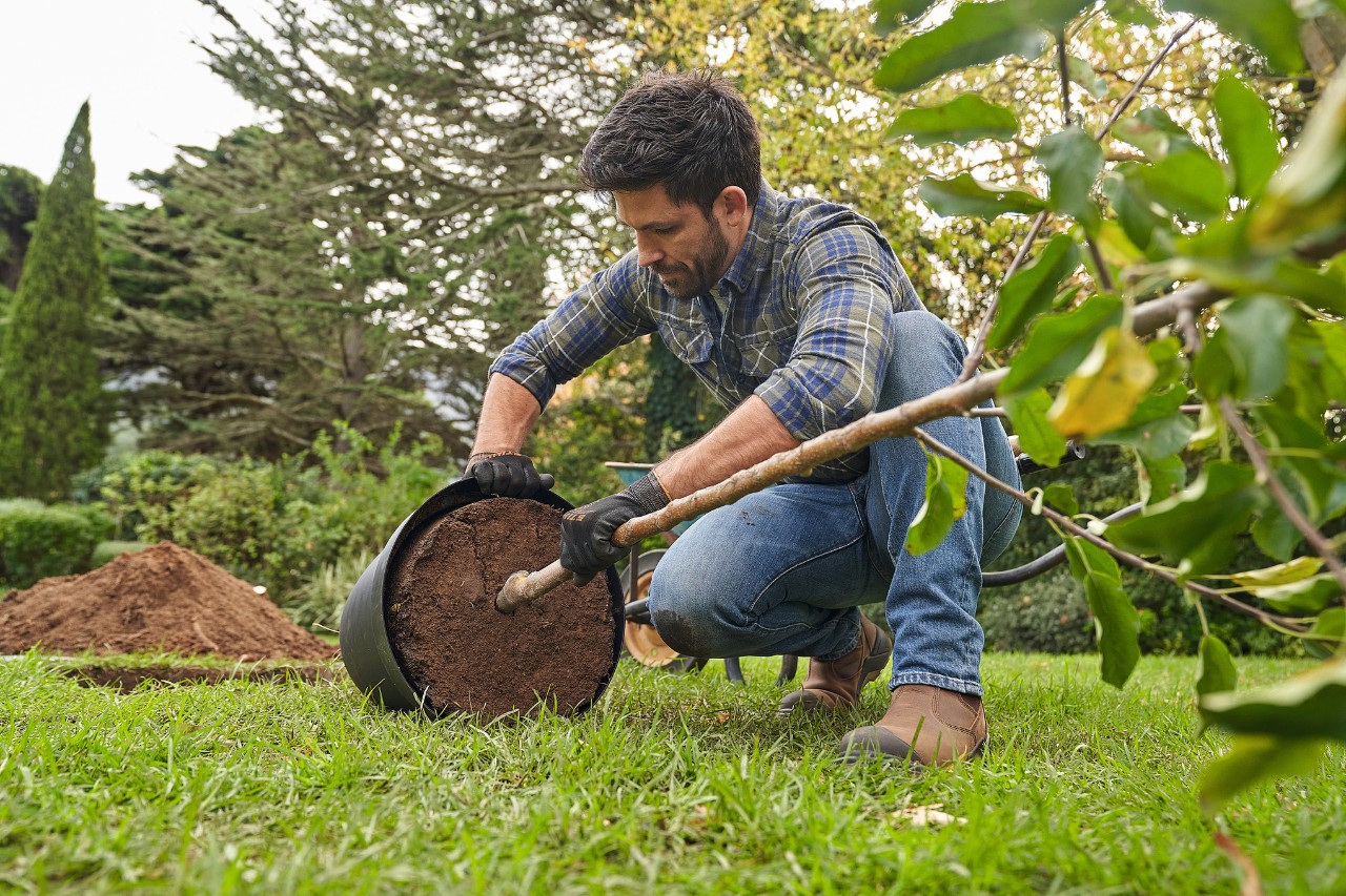 Un hombre comprueba la raíz de un árbol de hoja caduca comprado y plantado en maceta