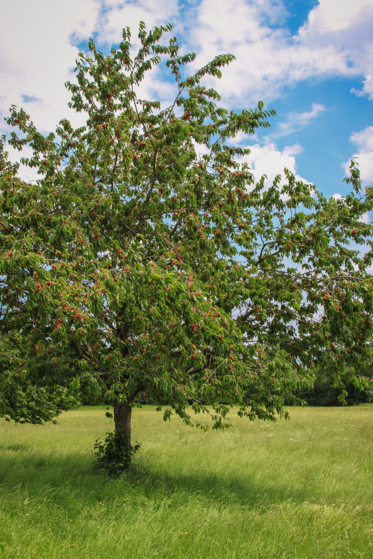 Cerezo dulce con frutos en un prado bajo un cielo azul nublado