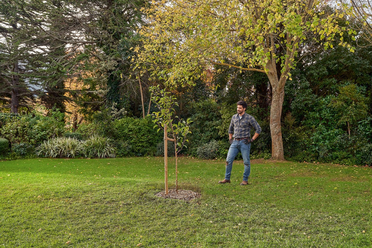 Un hombre en el jardín junto a un árbol recién plantado