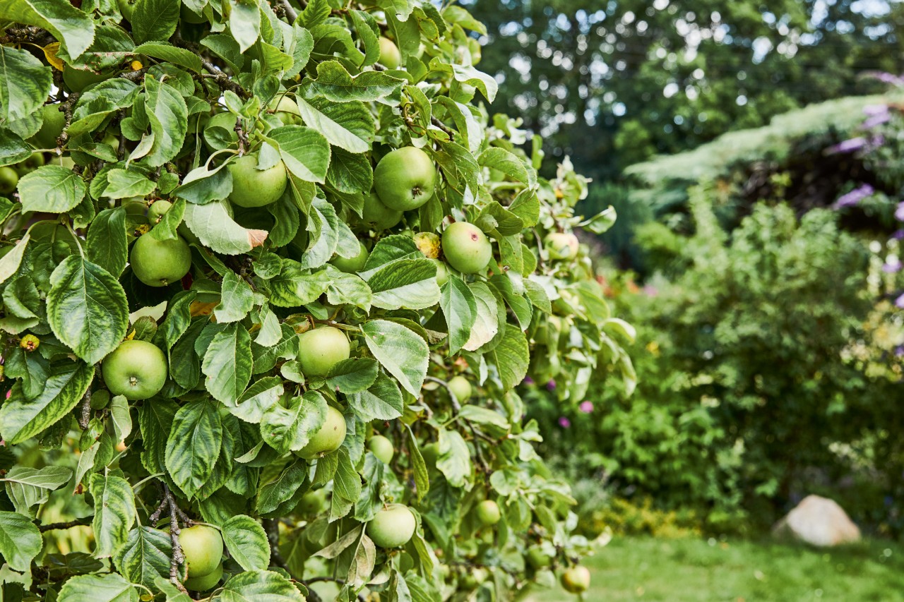 Manzano verde con arbustos y otros árboles frutales al fondo