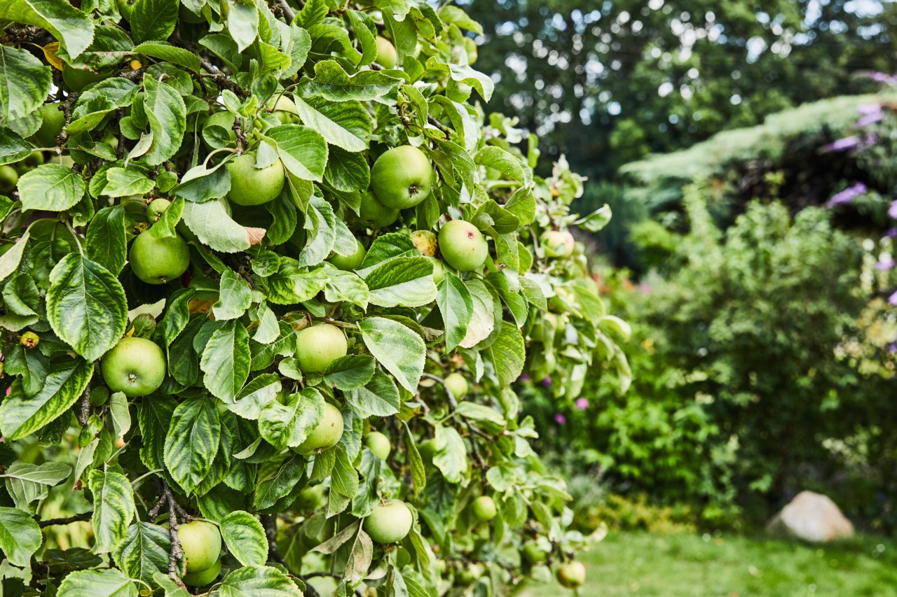 Manzano con muchas manzanas verdes