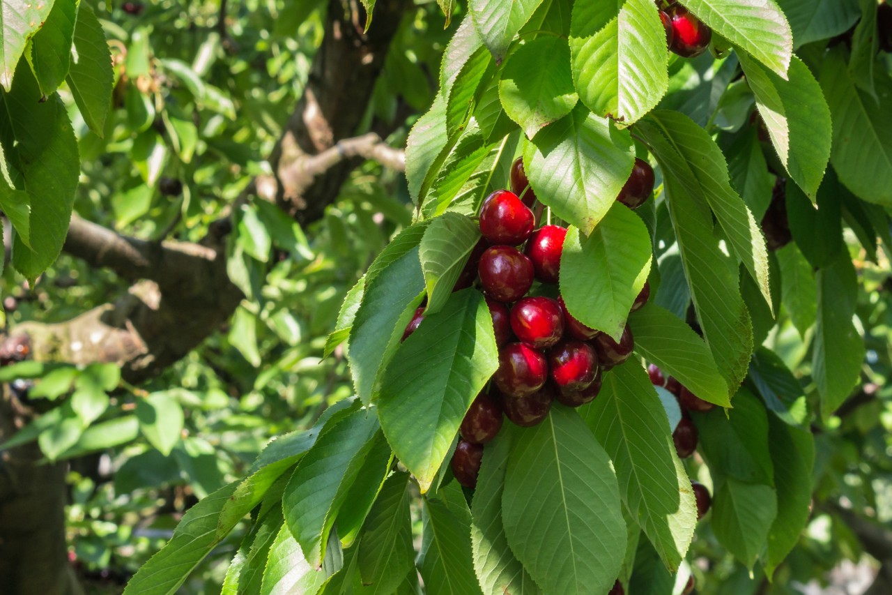 Cerezas en una rama