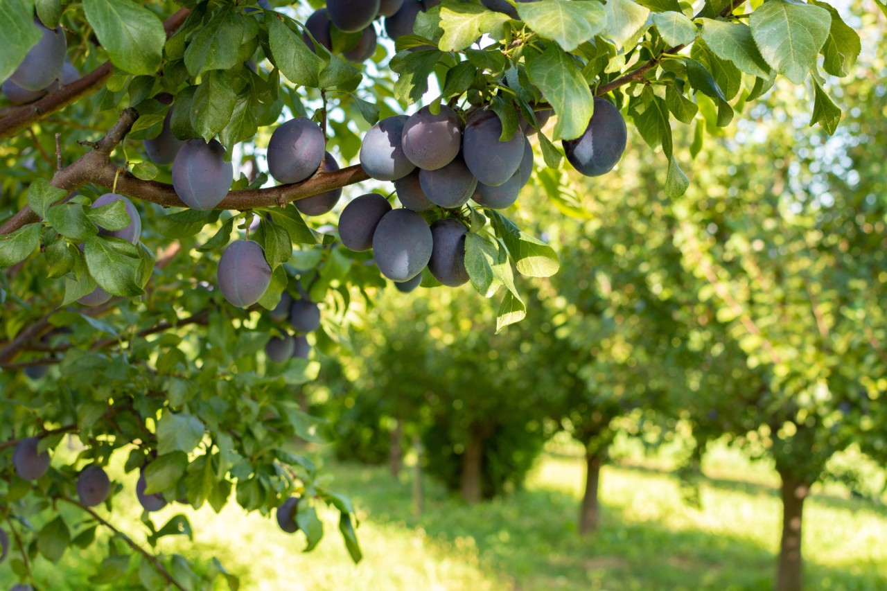Ciruelas maduras y jugosas en el árbol