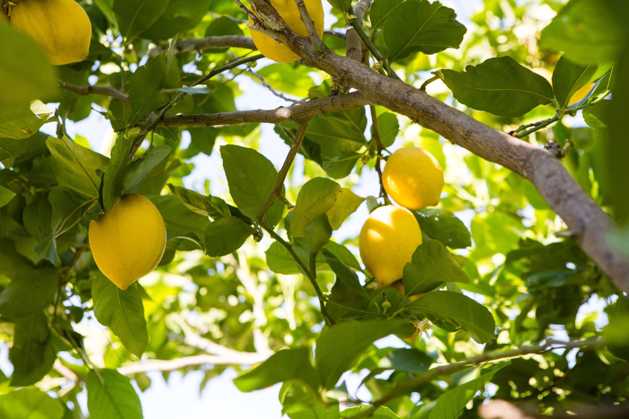 Limones en un árbol
