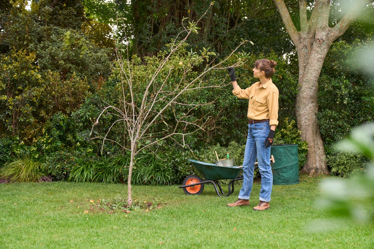 Una mujer poda un árbol frutal