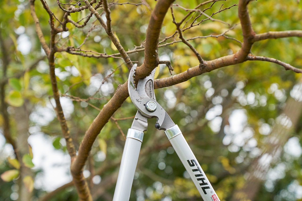  Alguien corta una rama de la copa de un árbol con la tijera de poda STIHL Bypass PB 11