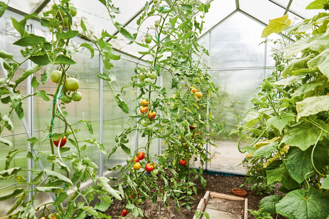 Plantas altas de tomate en un invernadero.