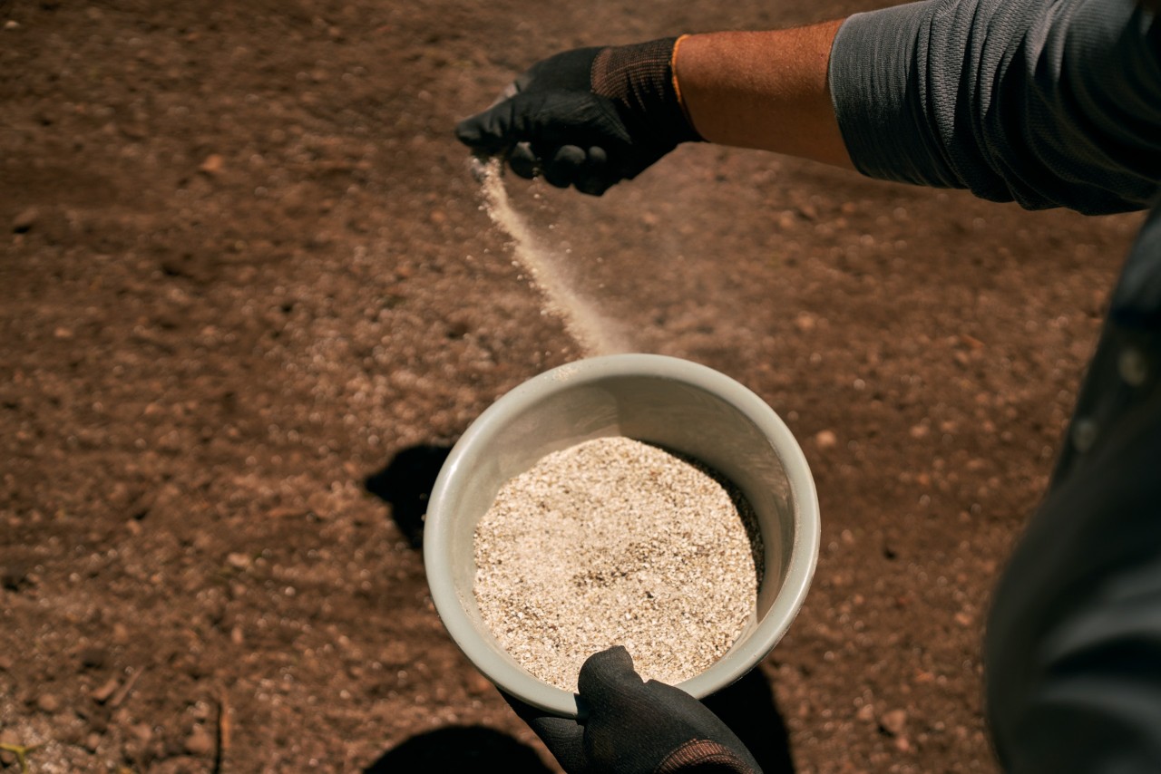 Una persona con guantes dispersando fertilizante orgánico de gránulos desde un cuenco.