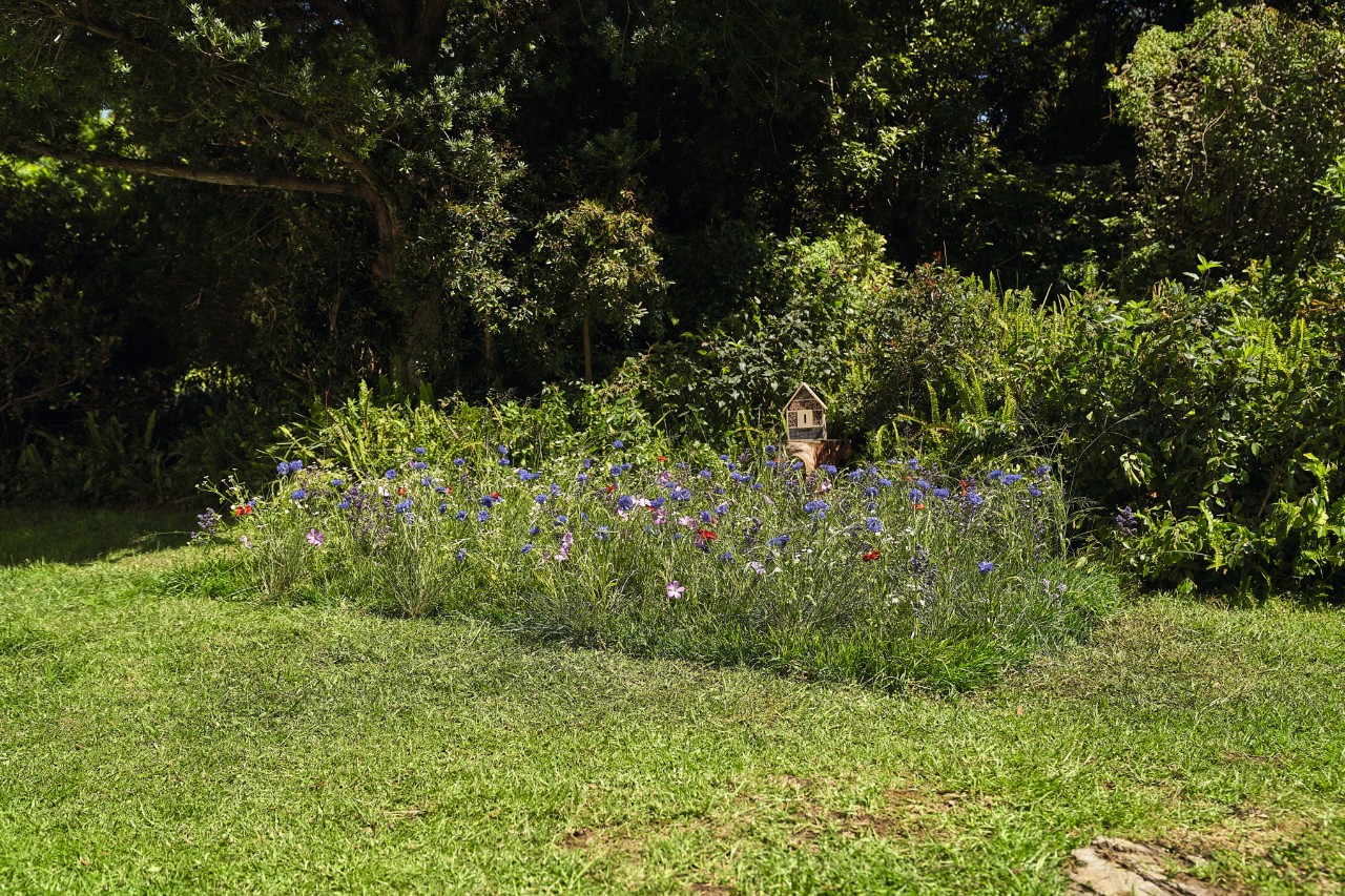 Un campo de flores silvestres bien delimitado en un jardín  