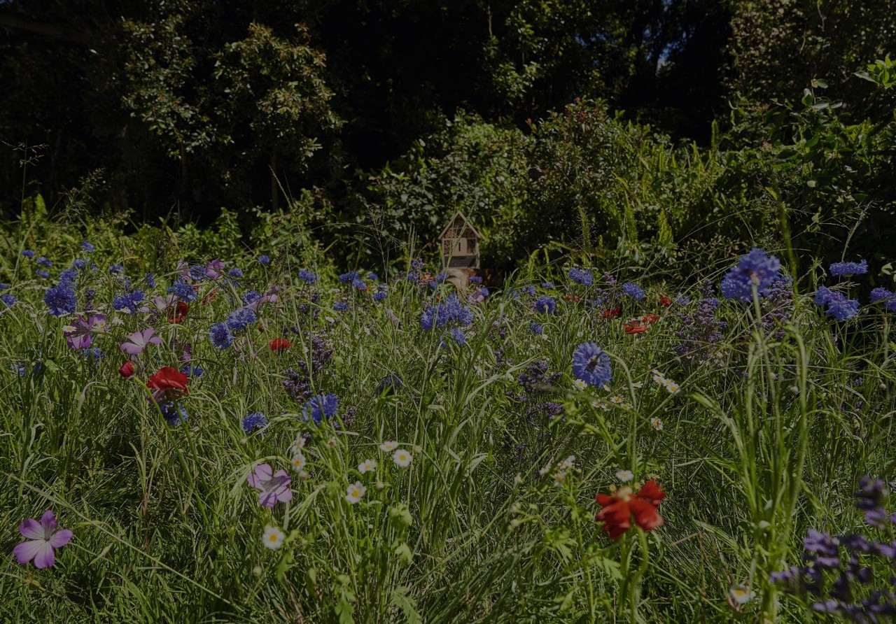 Primer plano de un prado de flores silvestres exuberantes con acianos, amapolas y margaritas  