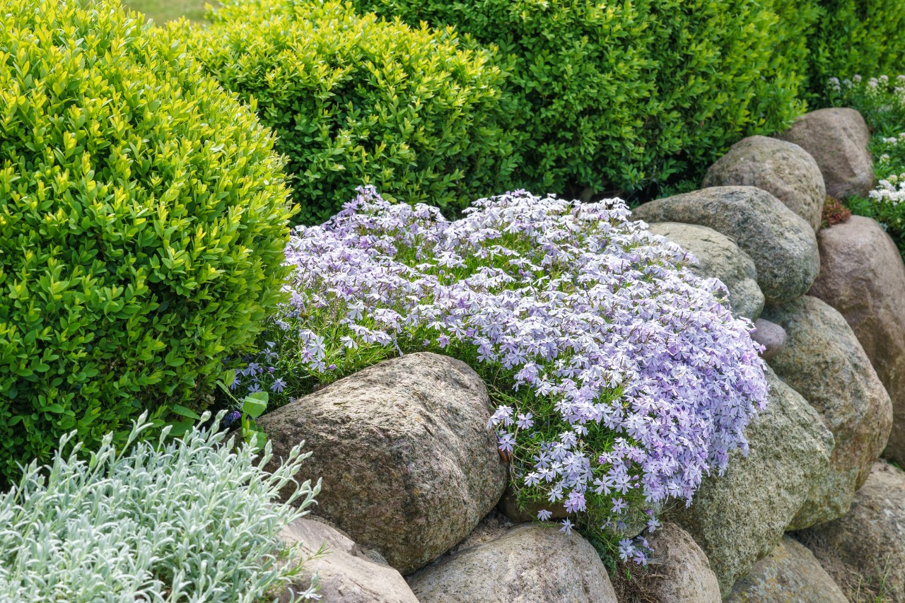 Jardín de bajo mantenimiento con piedras y parterres
