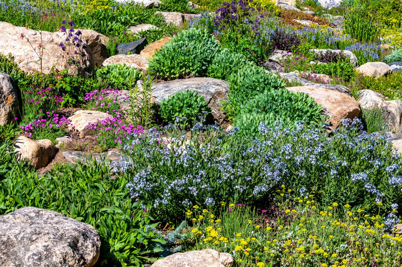 Jardín de piedra irregular con flores silvestres y plantas