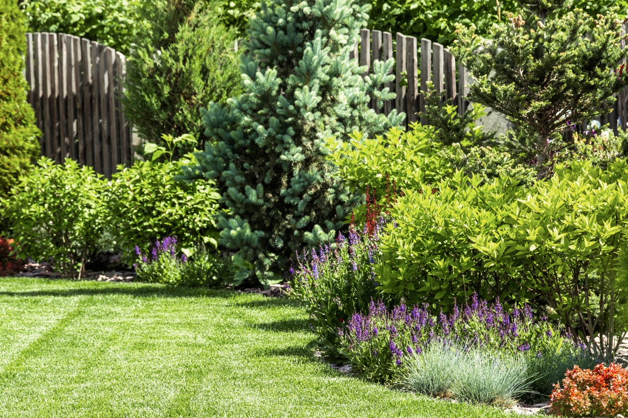 Jardín pequeño con césped en la parte delantera, lavanda, arbustos y árboles pequeños, con una valla alta detrás.