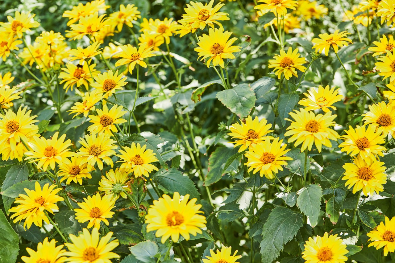 Primer plano: girasol perenne con flores de color amarillo claro