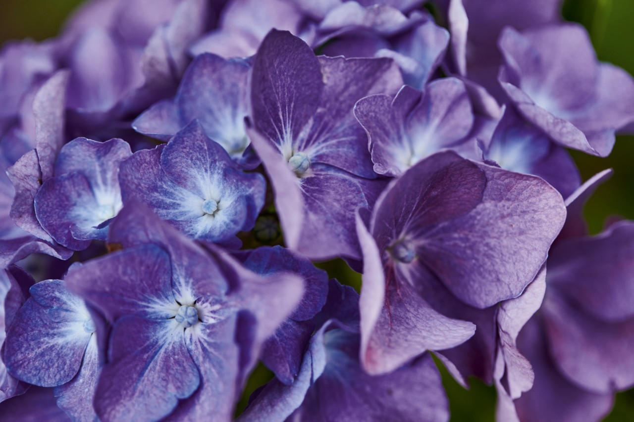 Primer plano: Hortensia en azul y lila