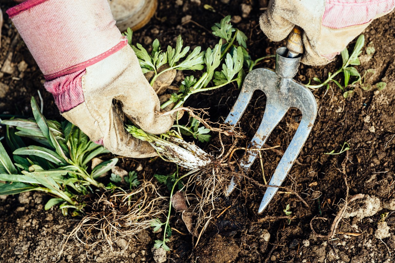 Eliminar malas hierbas: primer plano de una persona con guantes eliminando las raíces del suelo con una horquilla.