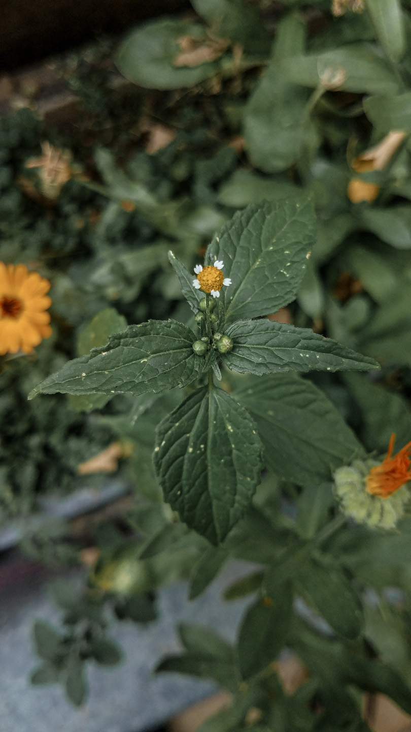  Tipos de malas hierbas en el jardín: primer plano de una galinsoga de flor pequeña.