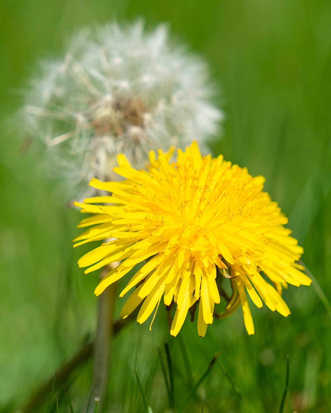 Una flor amarilla de diente de león y la flor madura con vilanos de fondo, tipo de malas hierbas en el jardín.