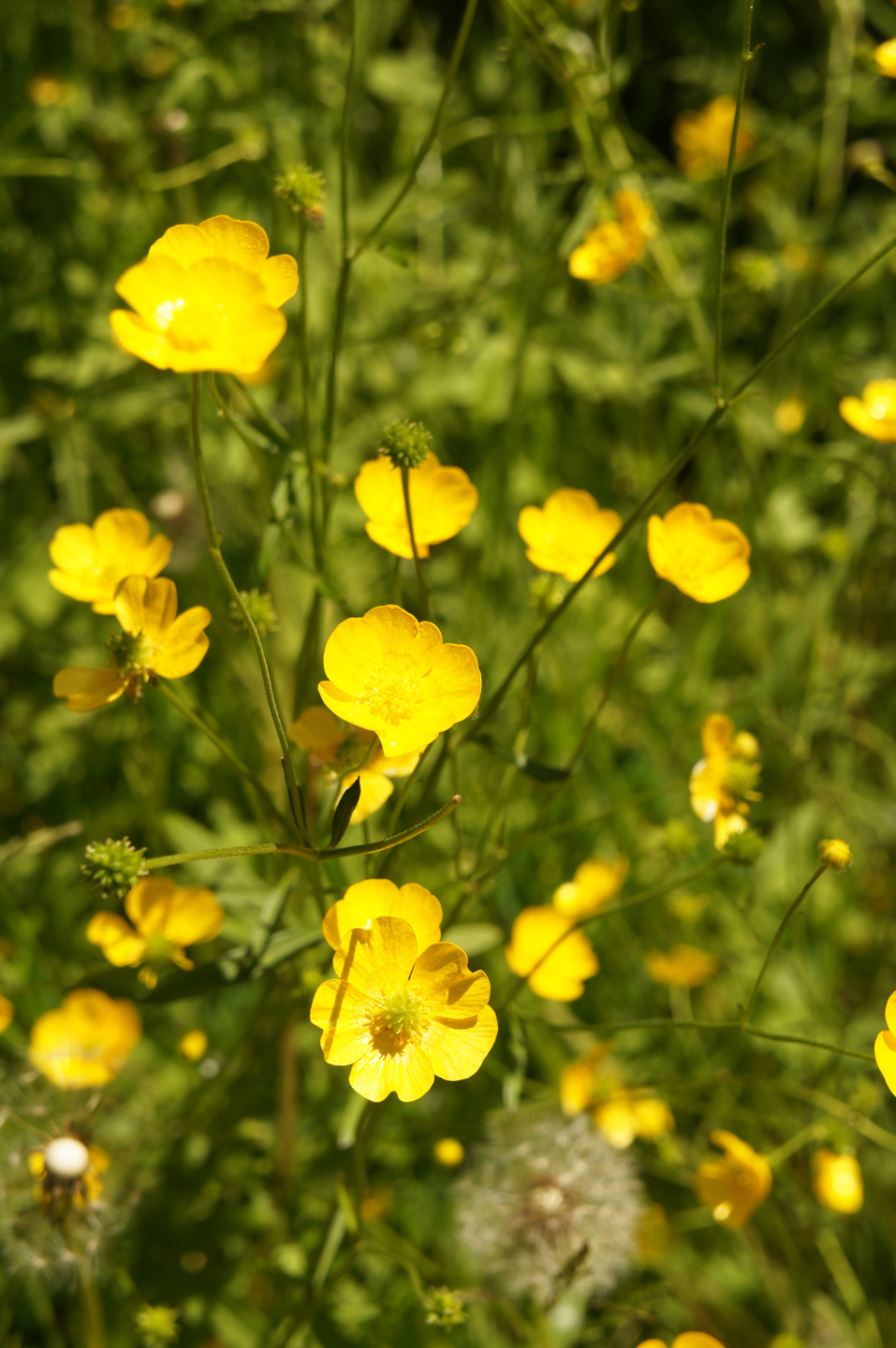 Tipos de malas hierbas en el jardín: primer plano de las flores del botón de oro.