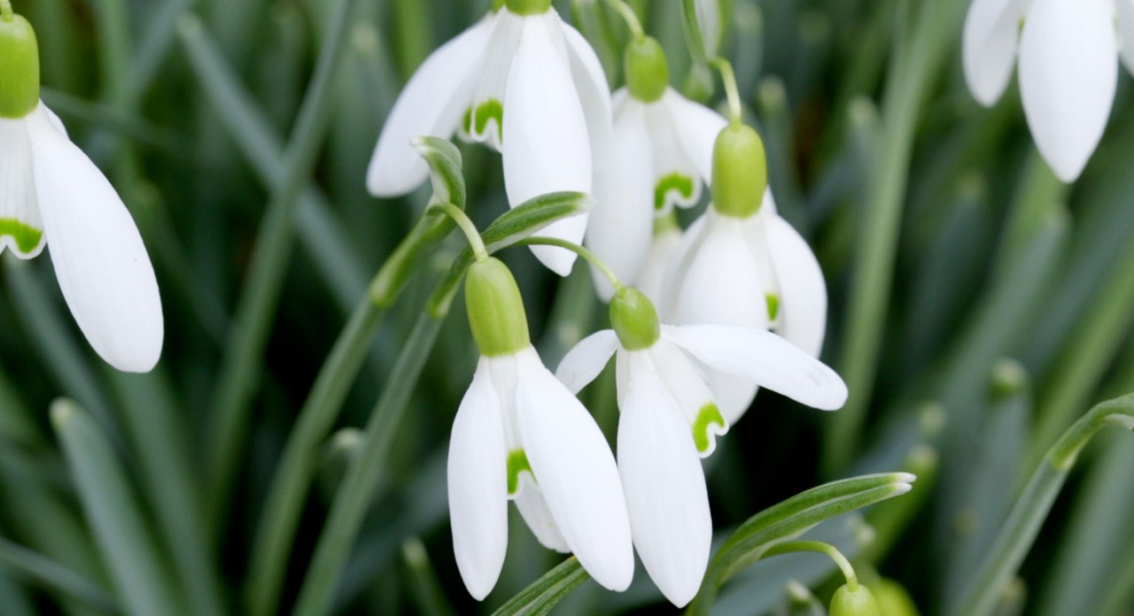 Primer plano de campanillas, una planta con flores de invierno