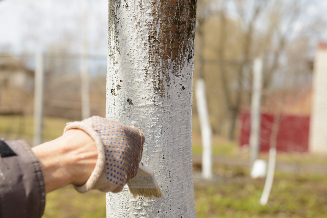 Primer plano de un tronco de árbol frutal pintado con cal blanca.