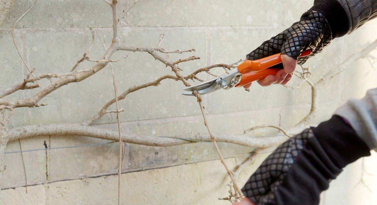 Ramas leñosas cortadas con las tijeras de poda Bypass STIHL PG 20