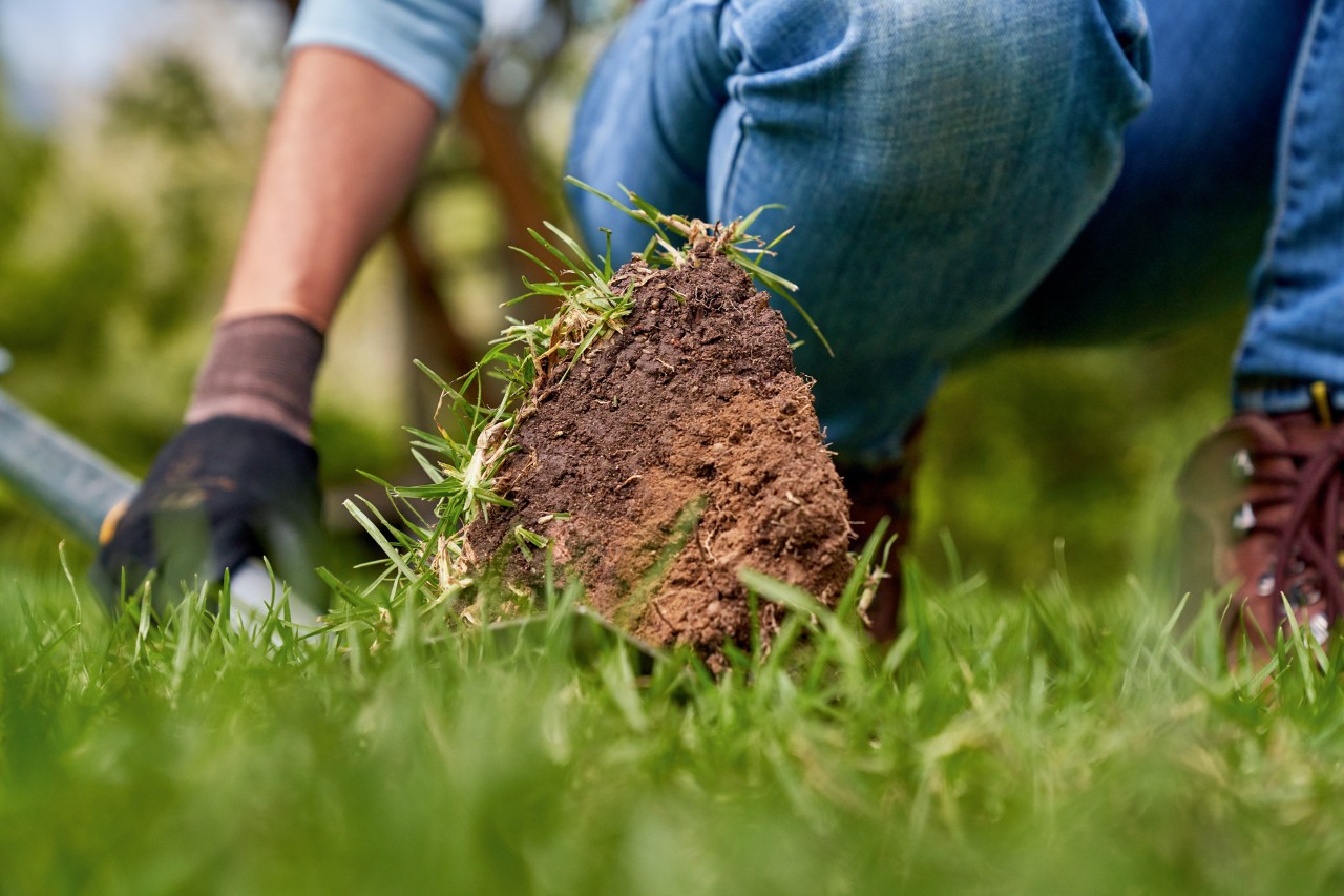 Corta un trozo de césped con tierra para determinar la calidad del suelo
