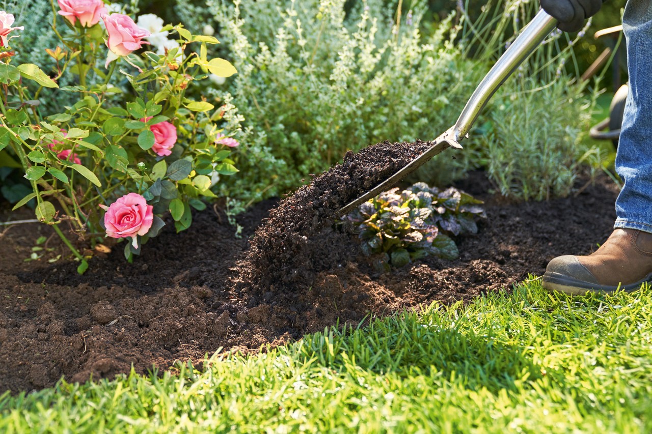 Excavando la tierra entre el césped y los parterres o jardineras con una pala
