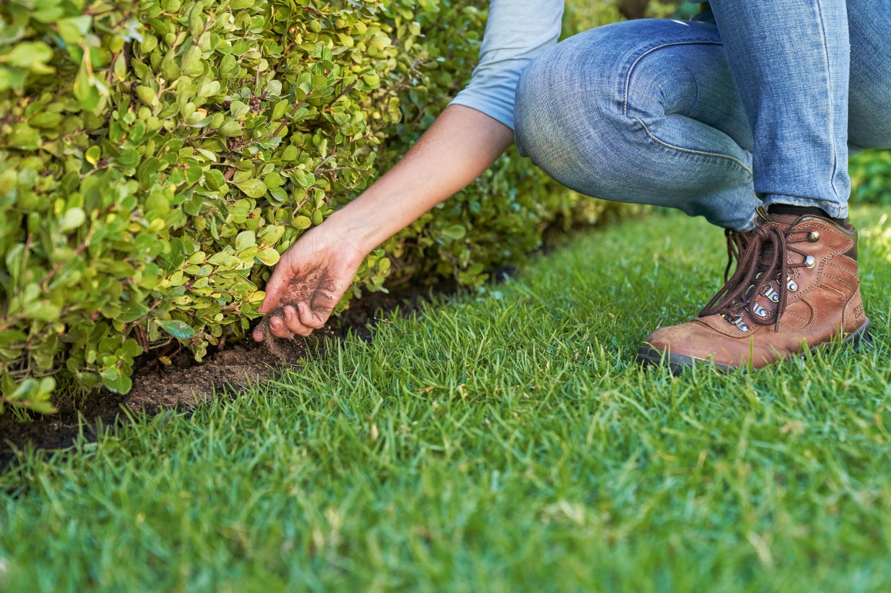 Una persona utiliza abono orgánico en un seto de jardín