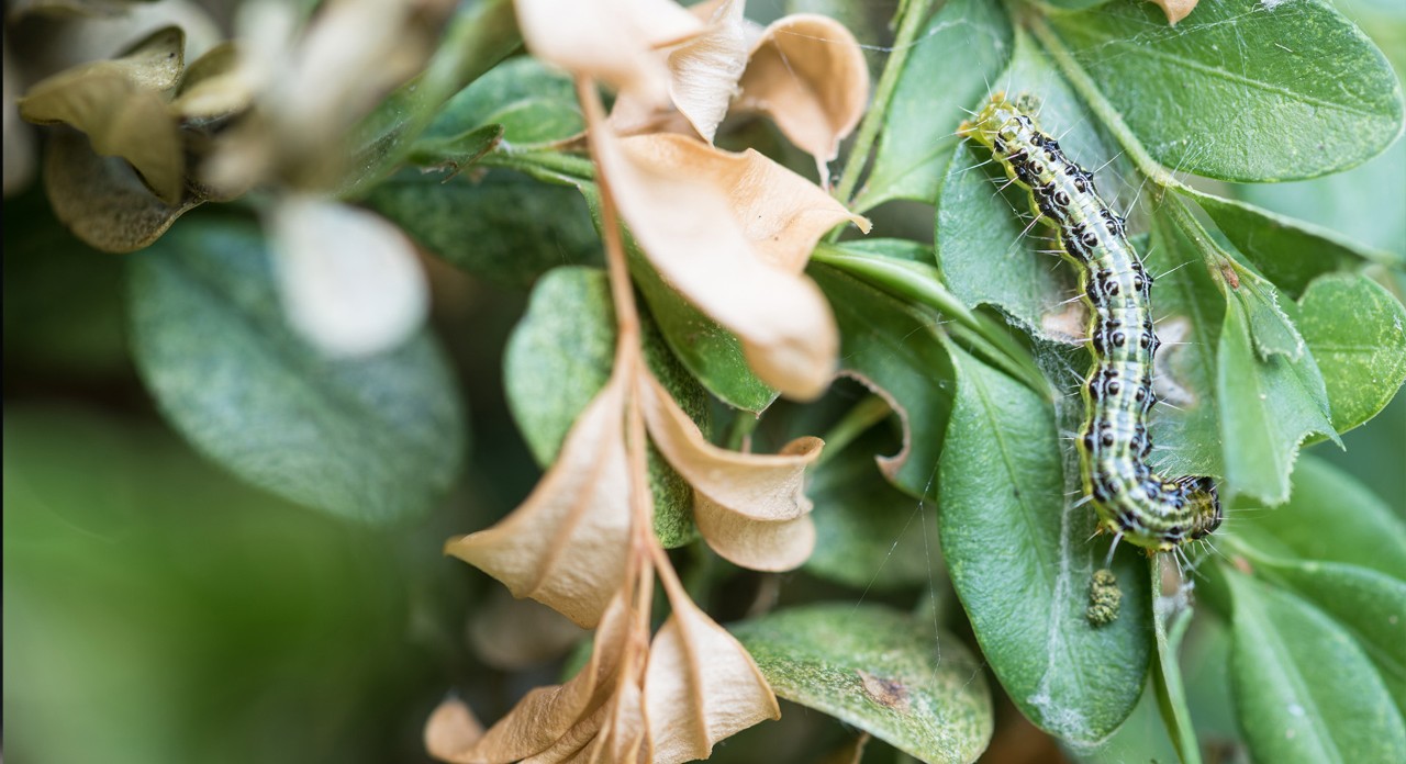 Primer plano de una larva de polilla en un arbusto de boj