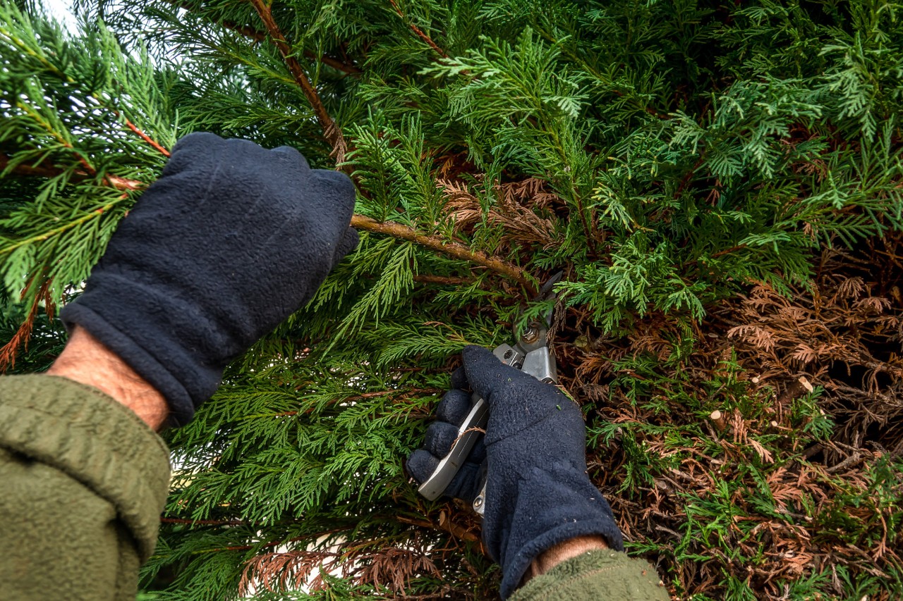 Primer plano de una persona cortando brotes en un seto de ciprés con guantes de protección y tijeras de jardinero