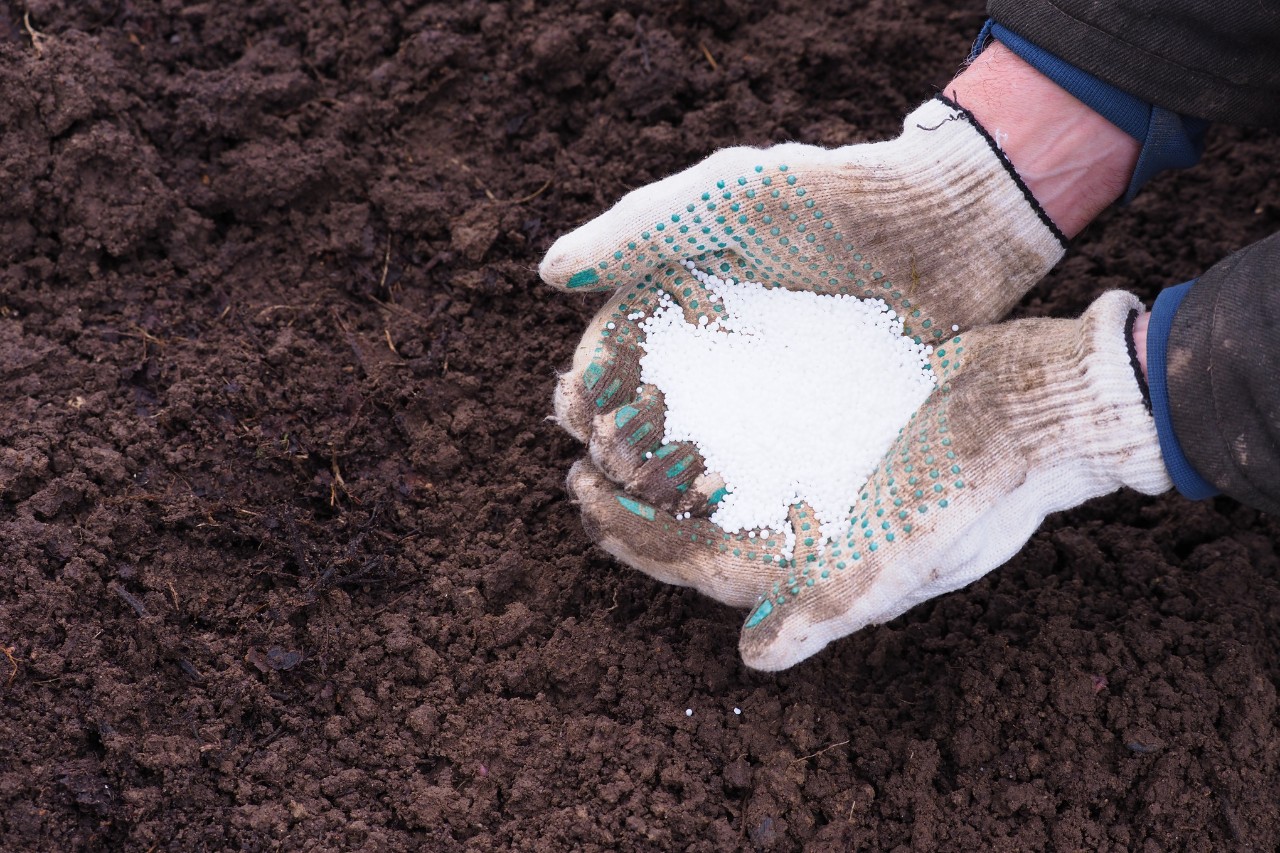 Primer plano de una persona con guantes que sostiene fertilizantes